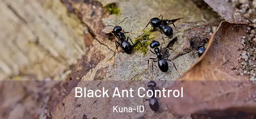  Black Ant Control Kuna-ID