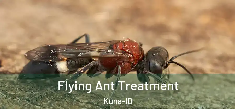  Flying Ant Treatment Kuna-ID