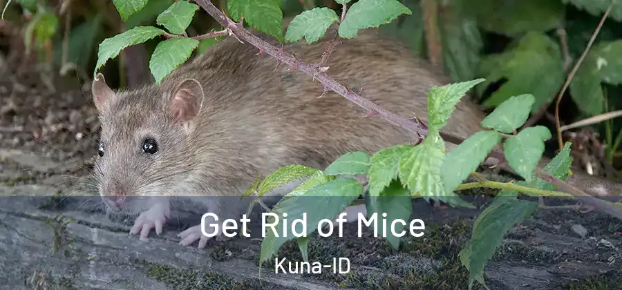  Get Rid of Mice Kuna-ID