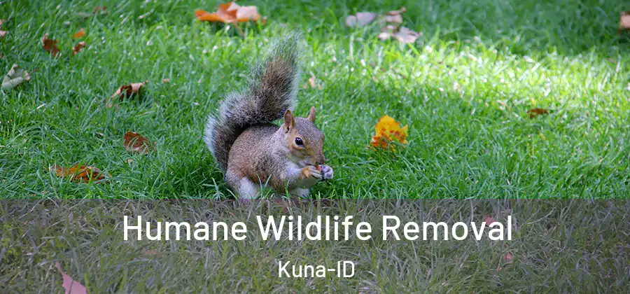 Humane Wildlife Removal Kuna-ID