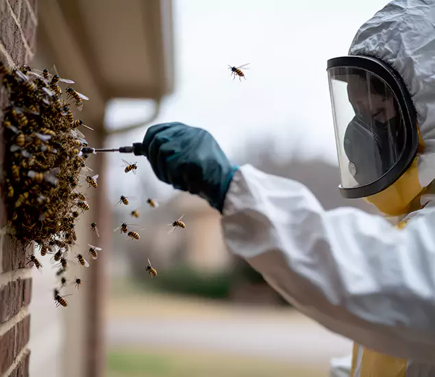 Your Bee Removal Company in Kuna, ID