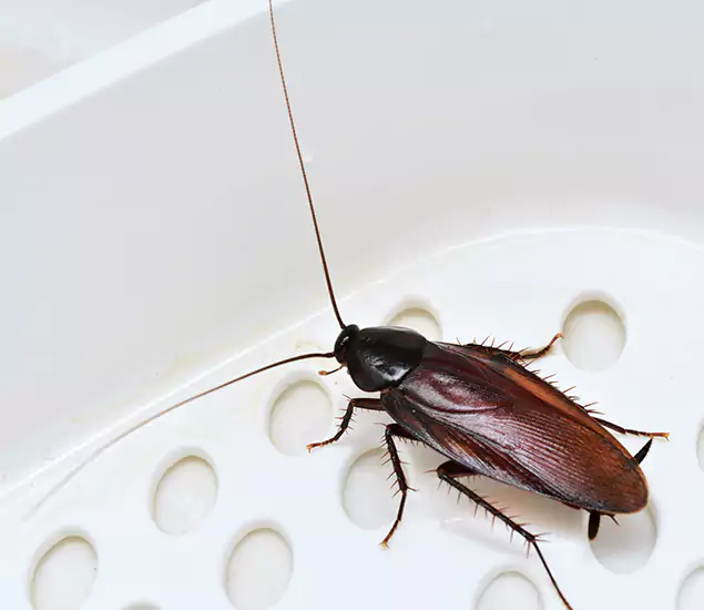 Trusted Cockroach Exterminator: Your Roach Control Services in Kuna, ID