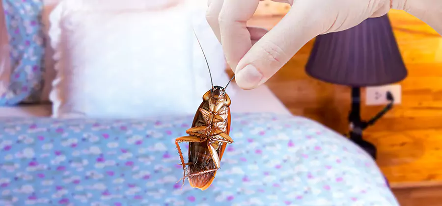 Fast Roach Elimination in Kuna