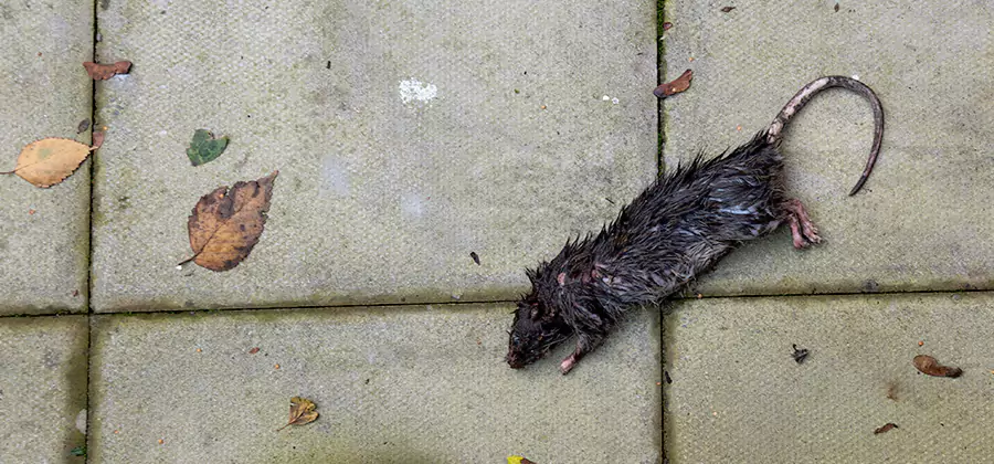 Mice in the Attic Removal in Kuna