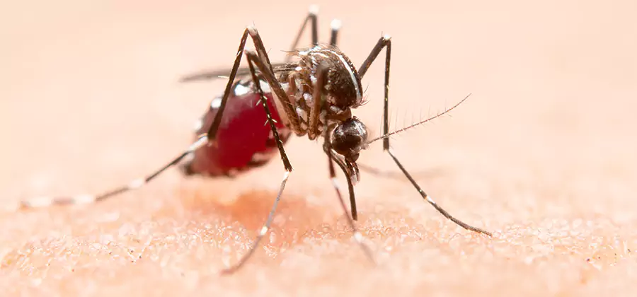 Indoor Mosquito Killer and Interior Control in Kuna