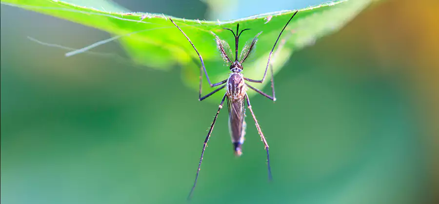 Pest and Mosquito Control for Yard and Patio in Kuna