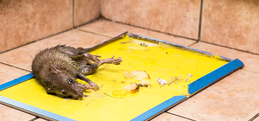 Mouse and Rat Control in Kuna