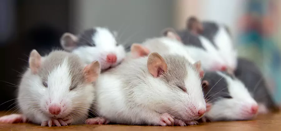 Rat Infestation Exclusion Service in Kuna