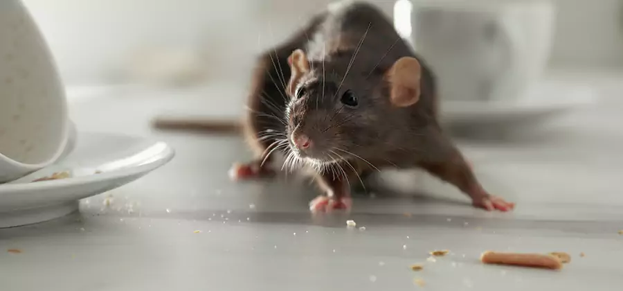 Attic Rat Exclusion Service in Kuna
