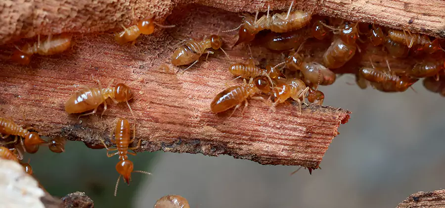 Perimeter Soil Termite Treatment in Kuna