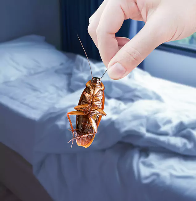 Why Choose Kuna Pest Control Pro for Bed Bug Extermination in Kuna, ID?