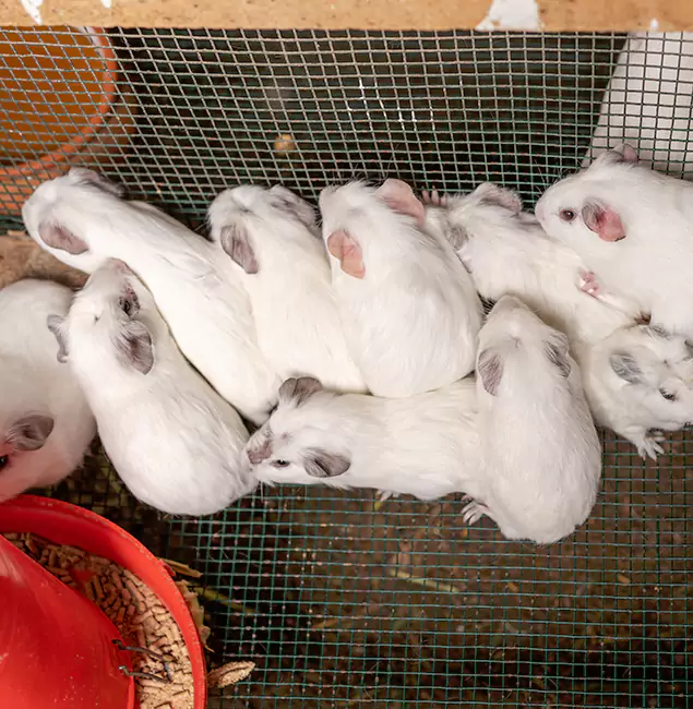 Why Choose Kuna Pest Control Pro for Rat Infestation in Kuna, ID?