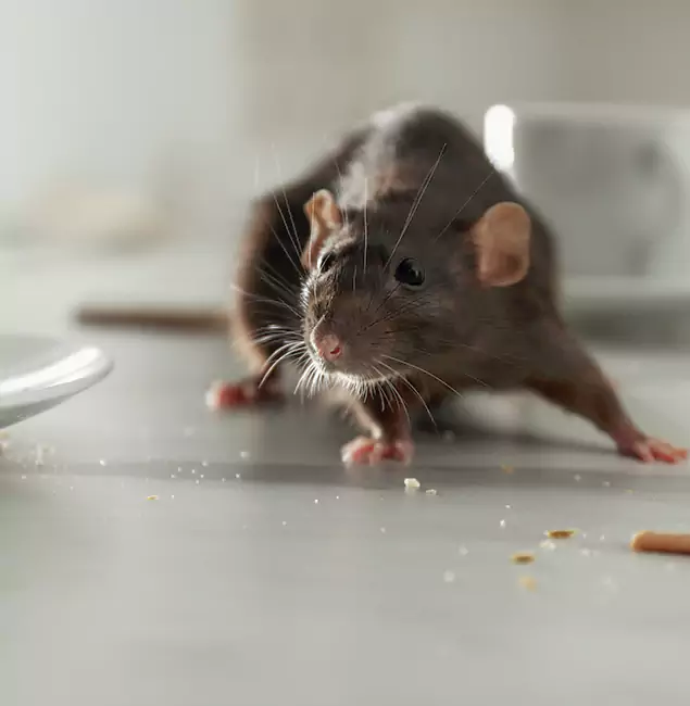 Why Kuna, ID Trusts Kuna Pest Control Pro for Rodent Prevention?