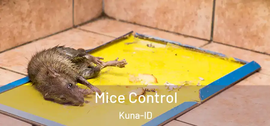 Mice Control Kuna-ID