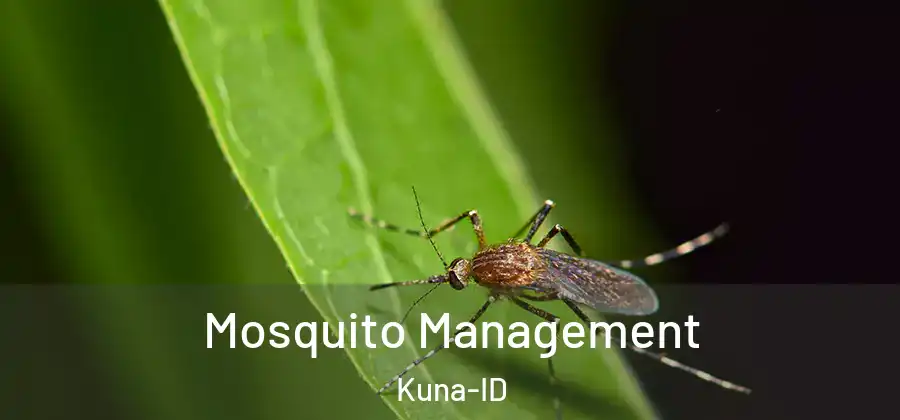  Mosquito Management Kuna-ID