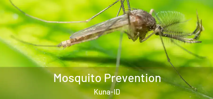 Mosquito Prevention Kuna-ID