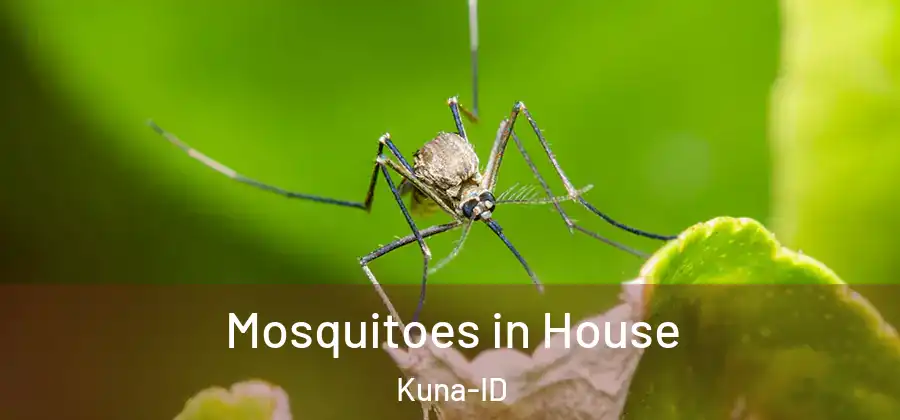 Mosquitoes in House Kuna-ID