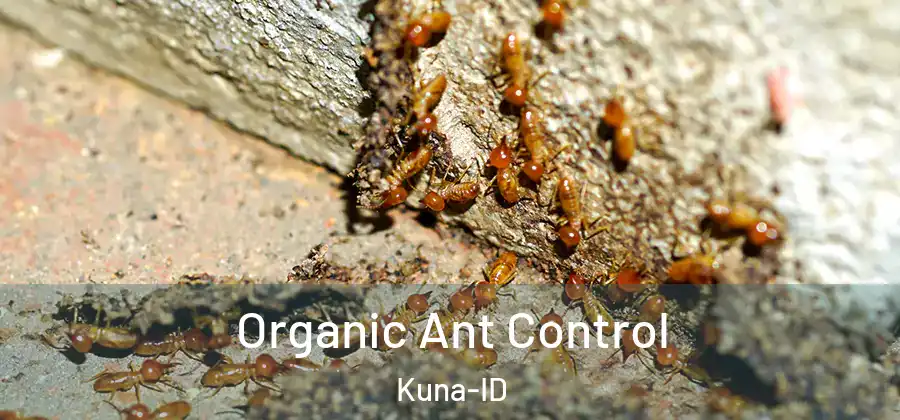 Organic Ant Control Kuna-ID