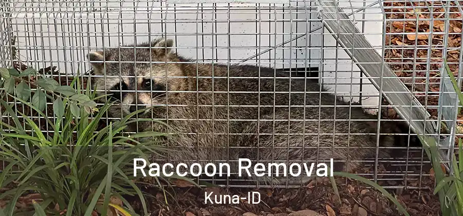 Raccoon Removal Kuna-ID