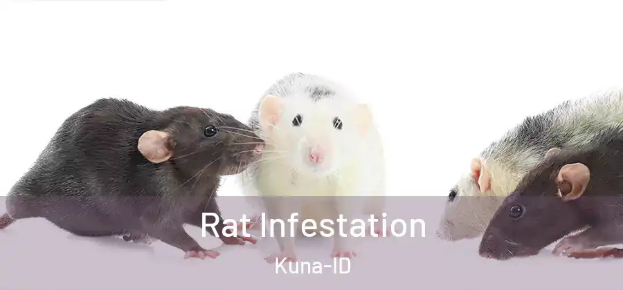  Rat Infestation Kuna-ID