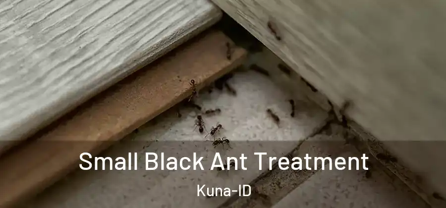Small Black Ant Treatment Kuna-ID