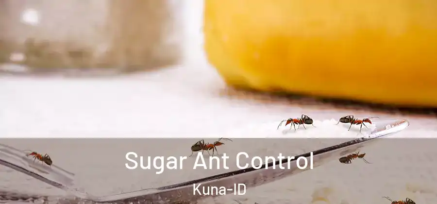 Sugar Ant Control Kuna-ID
